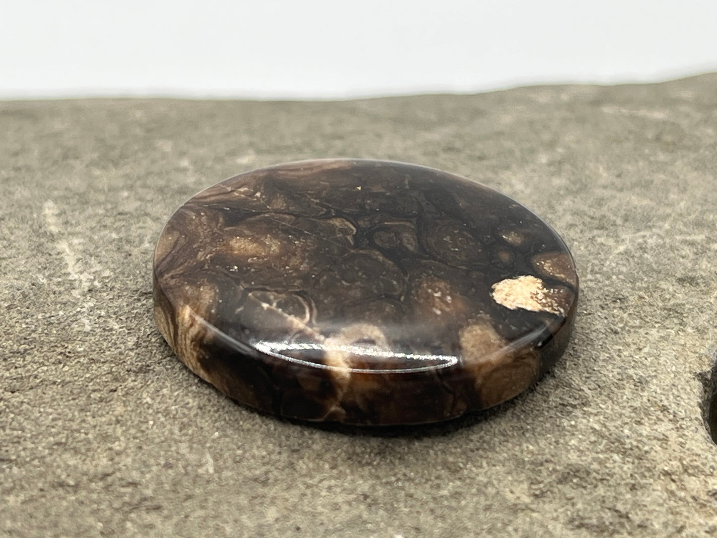 Eden Valley Petrified Wood Cabochon 7