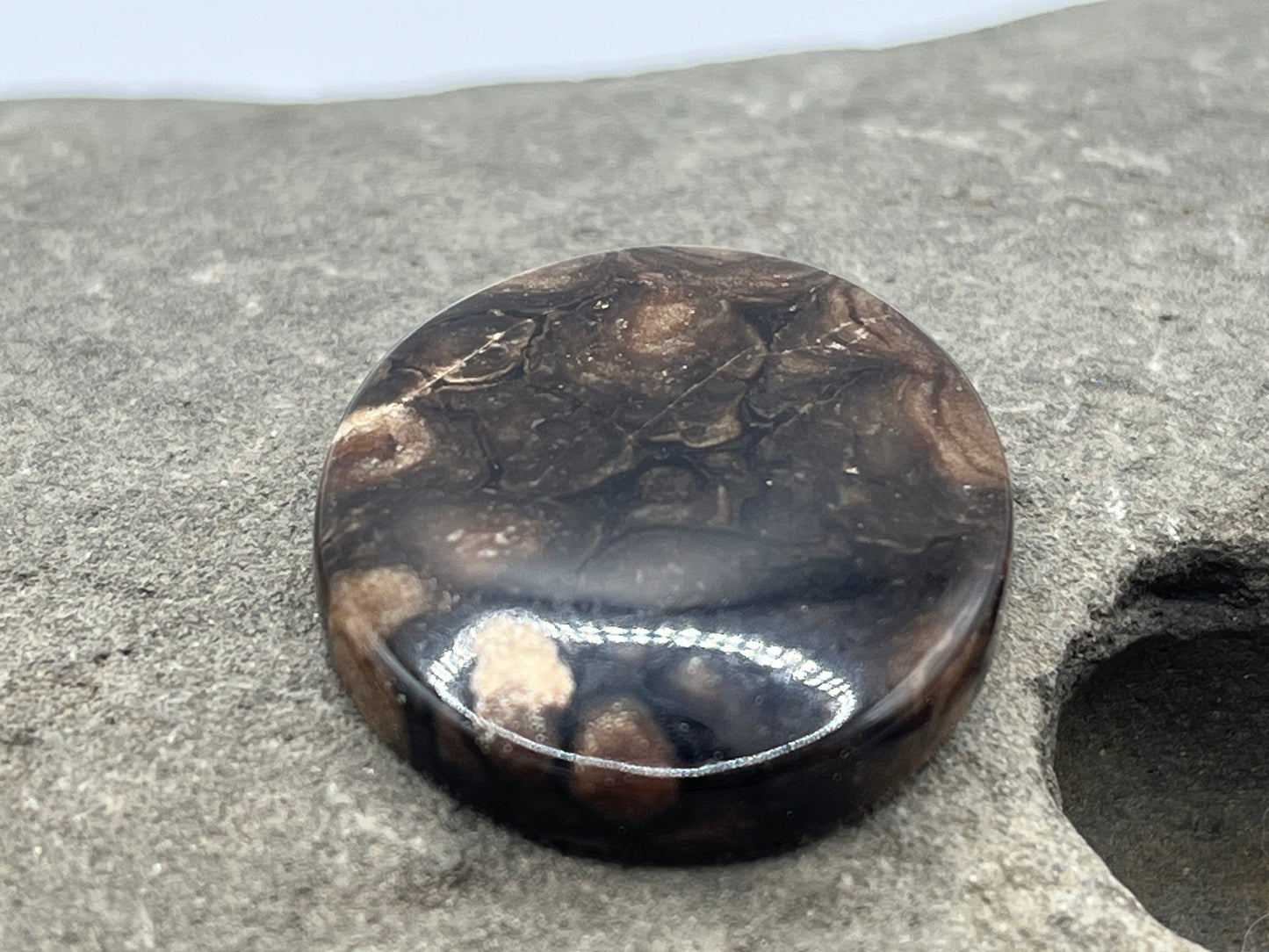 Eden Valley Petrified Wood Cabochon 7