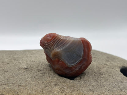 Jelly Banded LSA 47