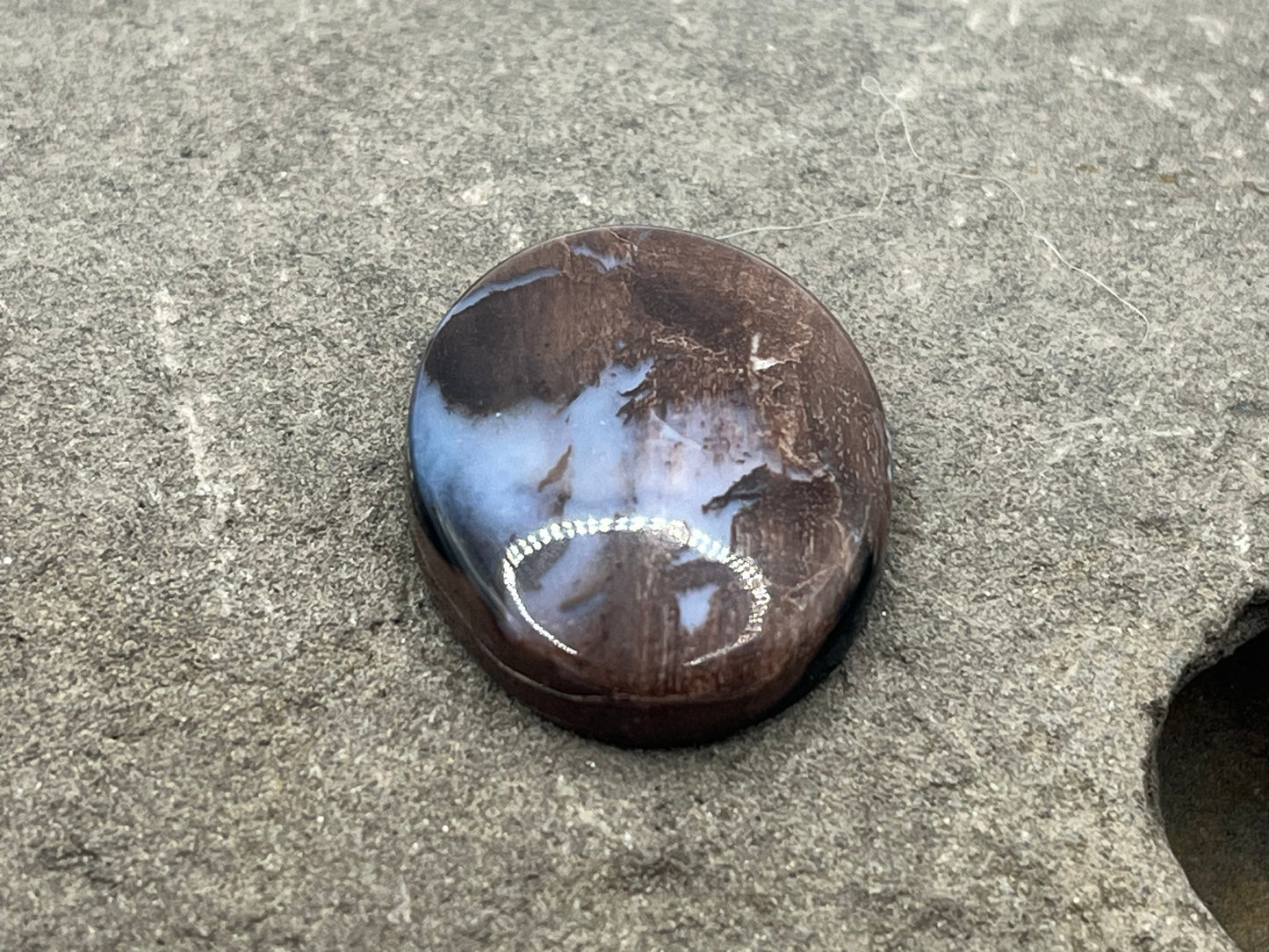 Eden Valley Petrified Wood Cabochon 4