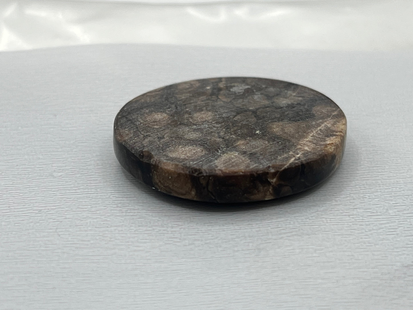 Eden Valley Petrified Wood Cabochon 7