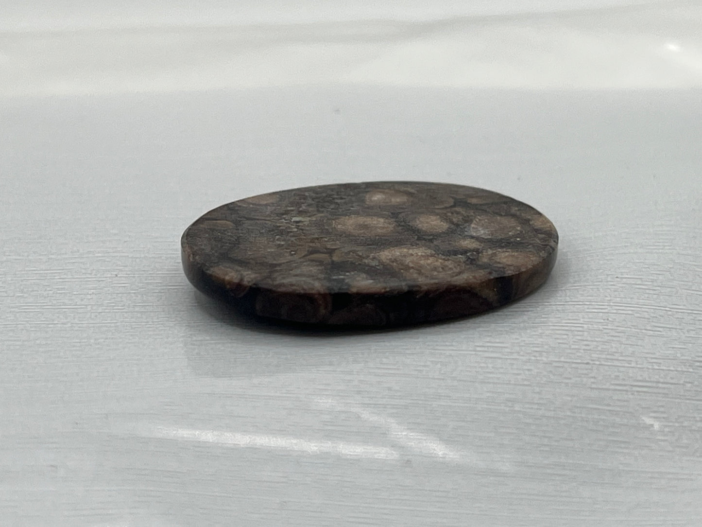 Eden Valley Petrified Wood Cabochon 16