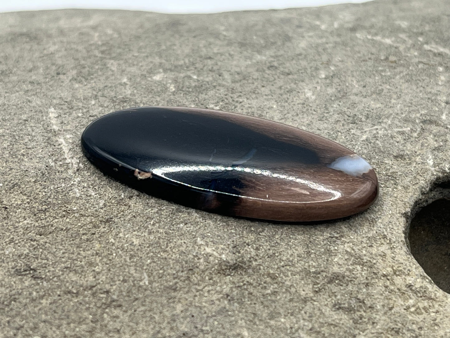 Eden Valley Petrified Wood Cabochon 3