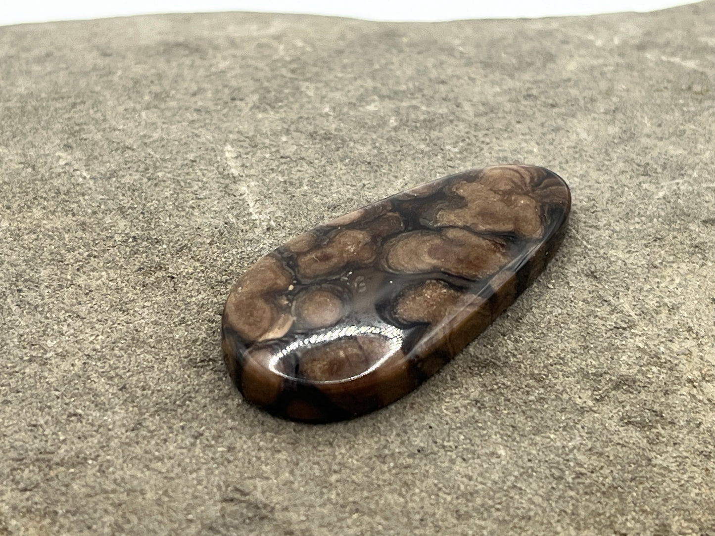 Eden Valley Petrified Wood Cabochon 23