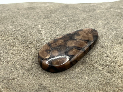 Eden Valley Petrified Wood Cabochon 23