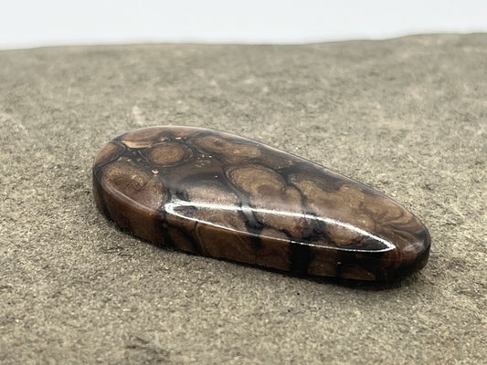 Eden Valley Petrified Wood Cabochon 23