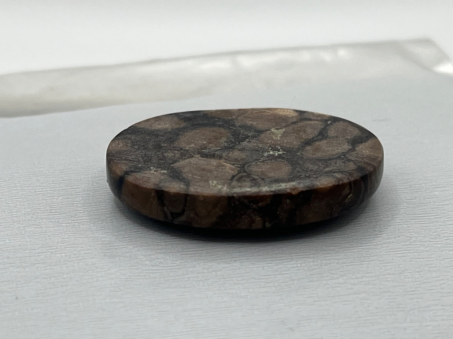Eden Valley Petrified Wood Cabochon 18