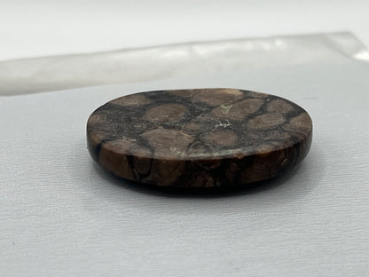 Eden Valley Petrified Wood Cabochon 18