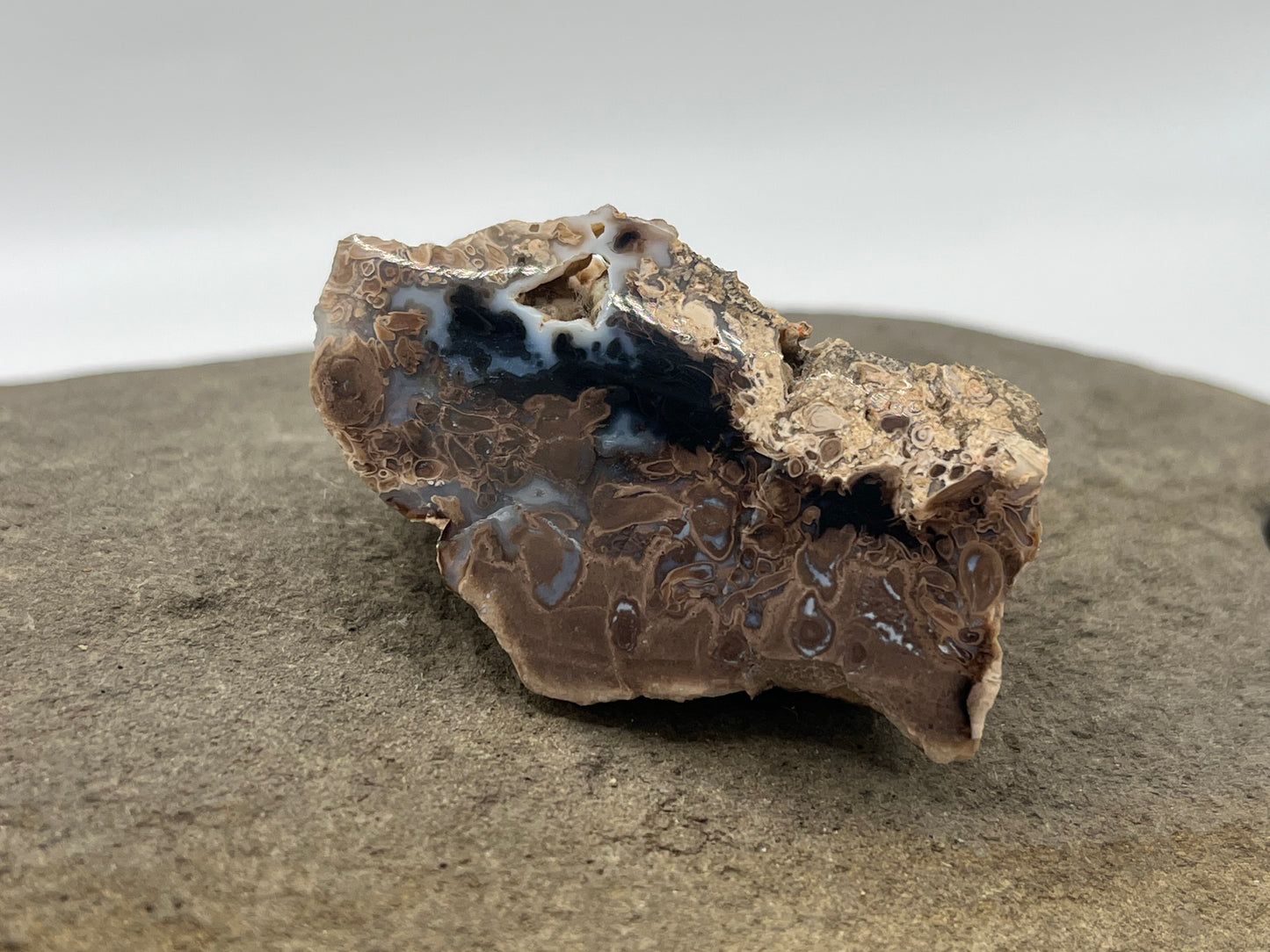 Eden Valley Petrified Wood Specimen 3