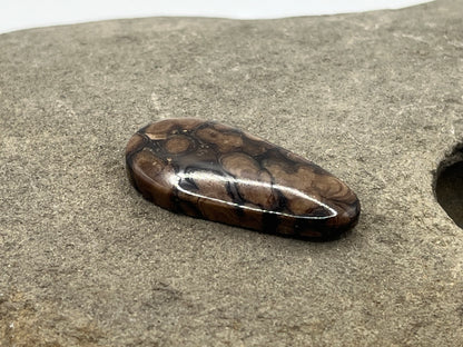Eden Valley Petrified Wood Cabochon 23