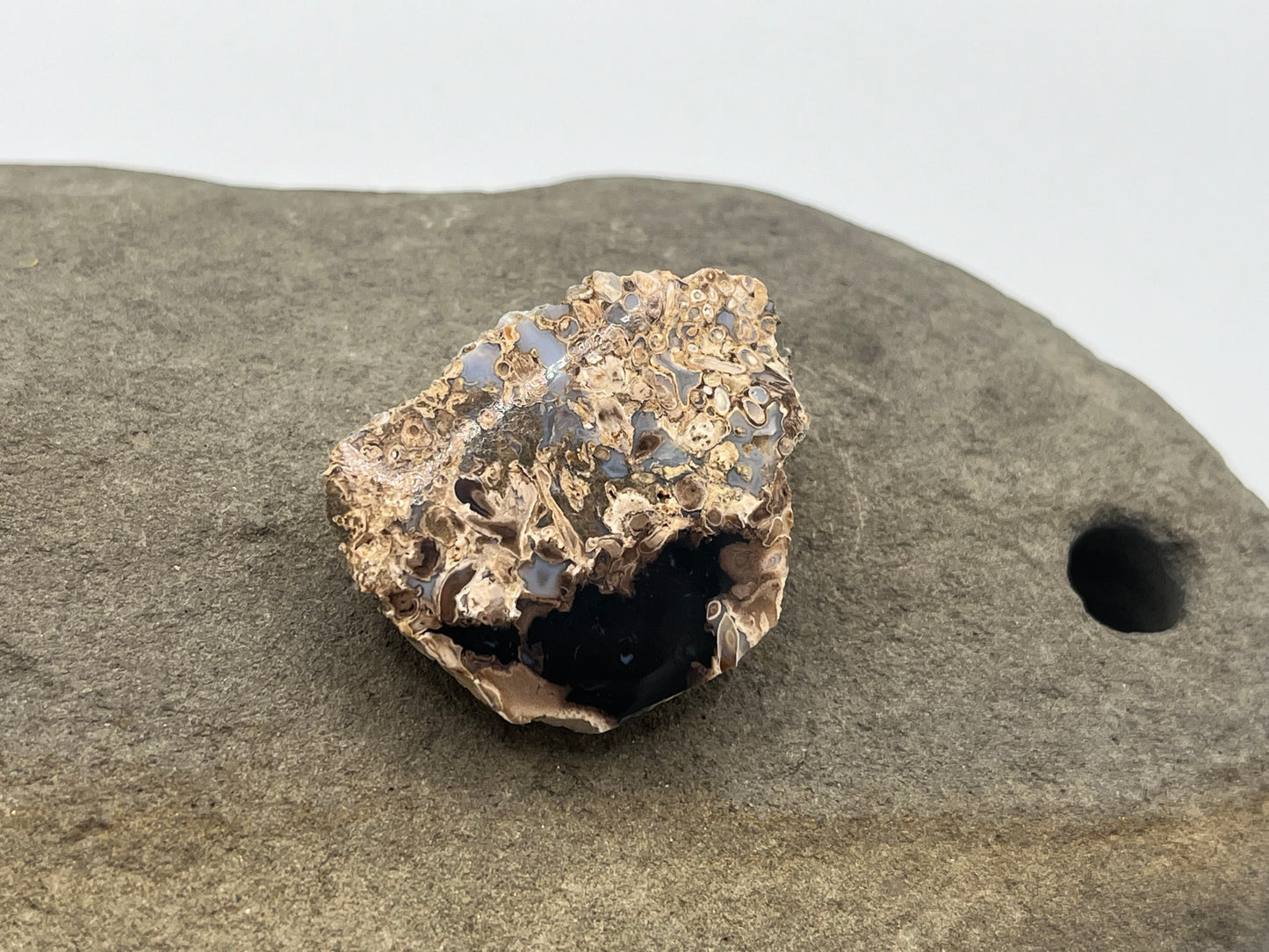 Eden Valley Petrified Wood Specimen 4