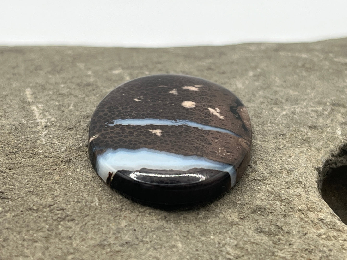 Eden Valley Petrified Wood Cabochon 5