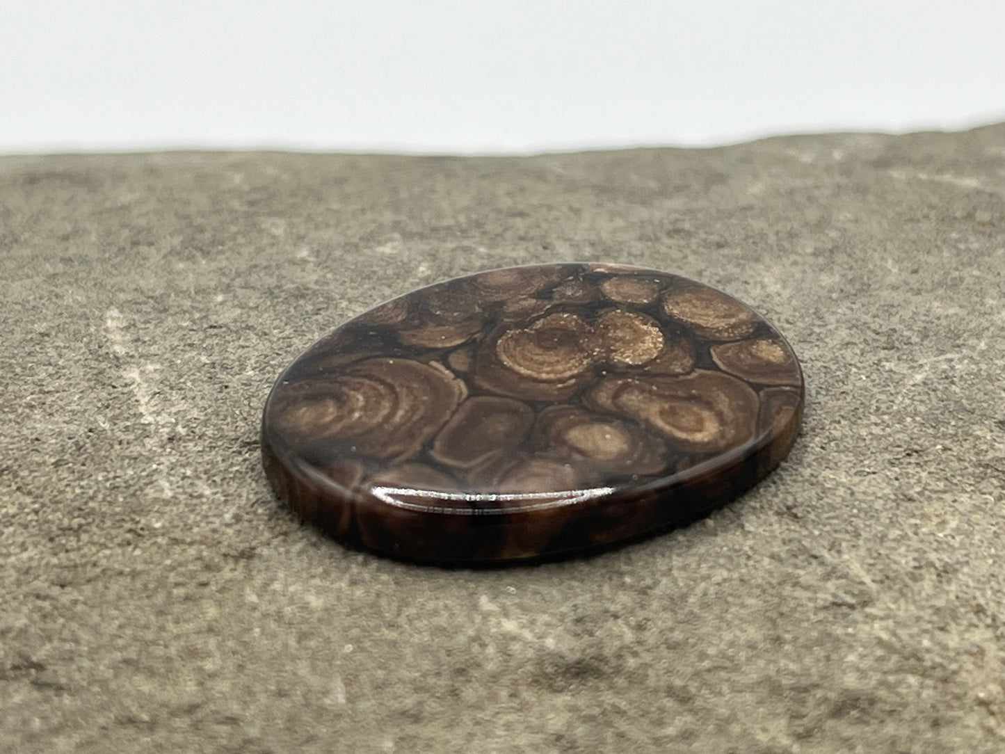 Eden Valley Petrified Wood Cabochon 16