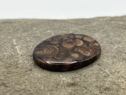Eden Valley Petrified Wood Cabochon 16