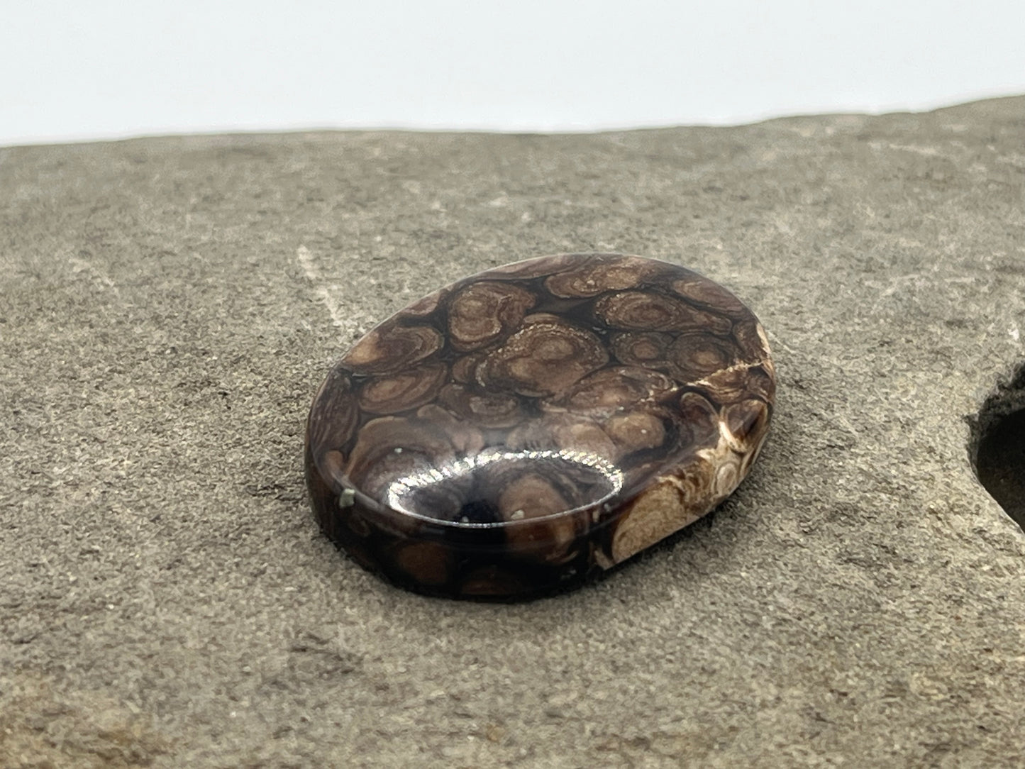 Eden Valley Petrified Wood Cabochon 18