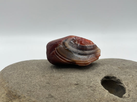 Candy Cane Banded LSA 1