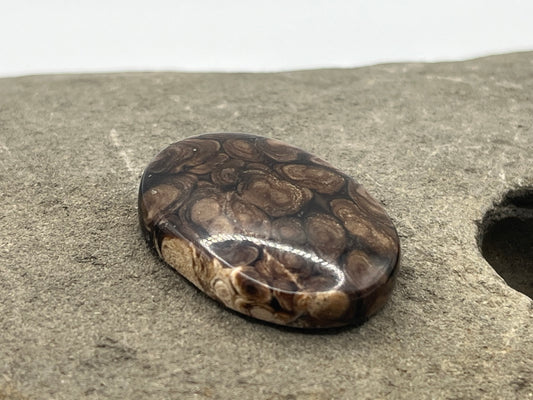 Eden Valley Petrified Wood Cabochon 18