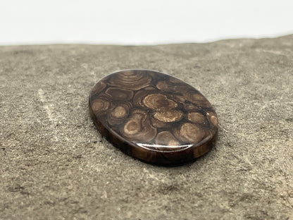 Eden Valley Petrified Wood Cabochon 16