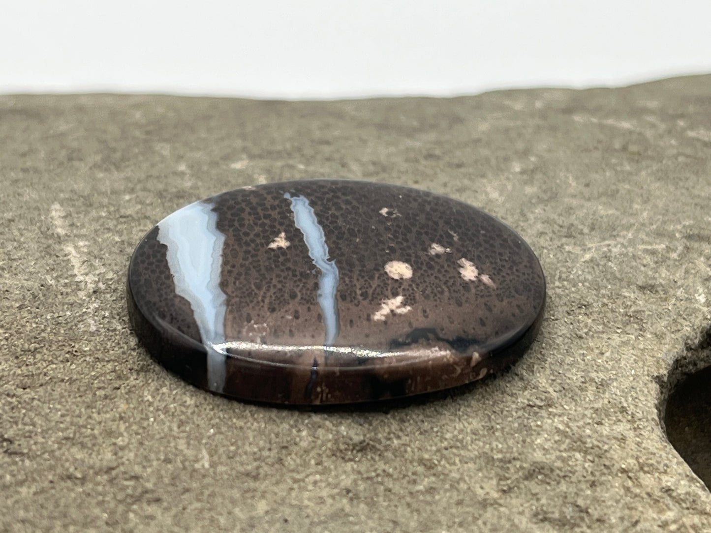 Eden Valley Petrified Wood Cabochon 5